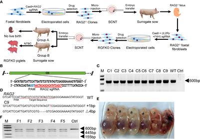 Development of RAG2-/-IL2Rγ-/Y immune deficient FAH-knockout miniature pig